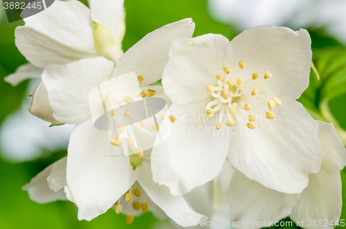 Image of Blooming jasmine bush, close-up