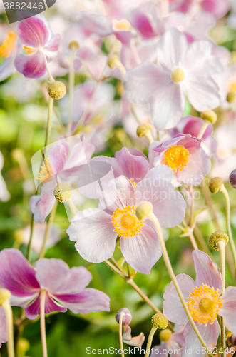 Image of Beautiful flowers anemones Japanese in a garden, a close up