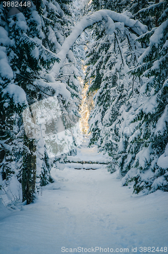 Image of Winter snow covered trees. Winter wonderland