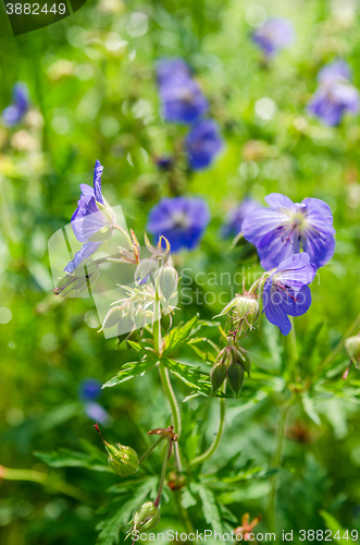 Image of Blue flowers of the field, close-up