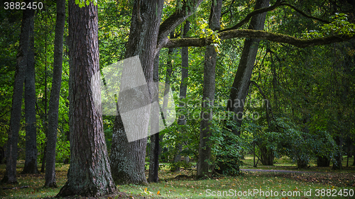 Image of Greater trees in old park, an autumn landscape