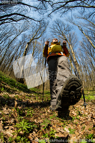 Image of Male hiker looking to the side walking in forest