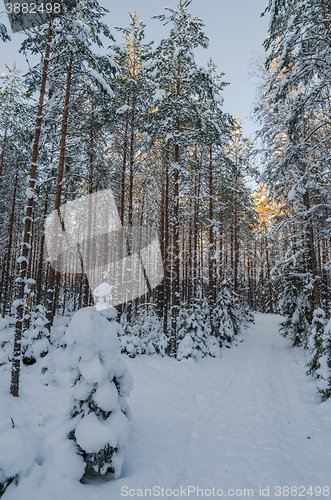 Image of Winter snow covered trees. Viitna, Estonia. 