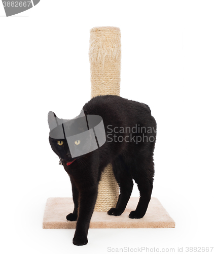 Image of Black cat with a scratching post 