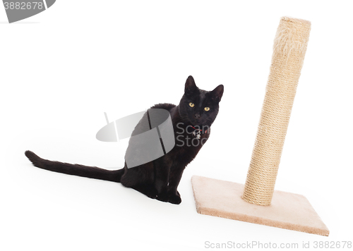 Image of Black cat with a scratching post 