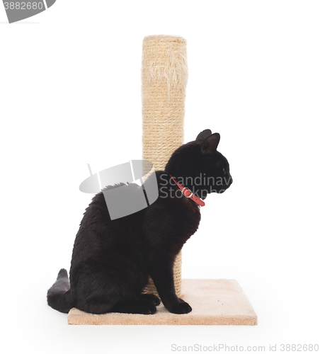 Image of Black cat with a scratching post 