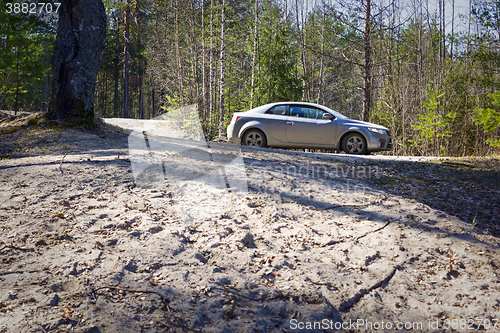 Image of Car in pine forest in spring