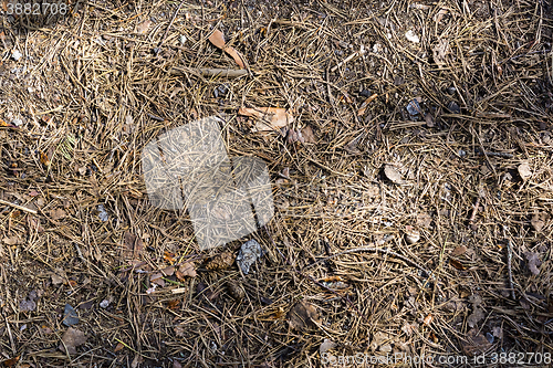 Image of PIne needles background