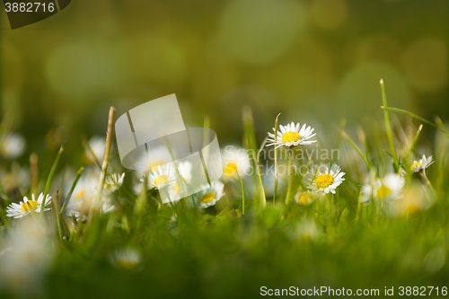 Image of small daisy flower on green