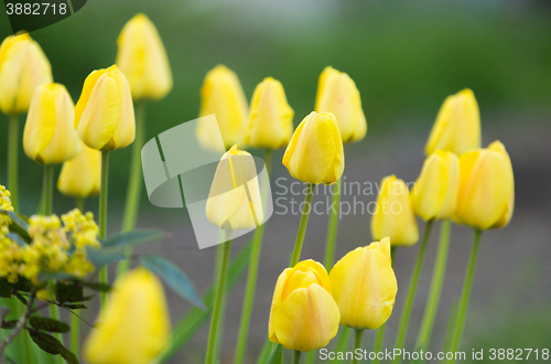 Image of yellow Tulip color in garden