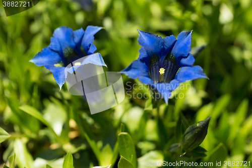 Image of Trumpet gentiana blue spring flower in garden