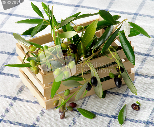 Image of Raw Green and Black Olives