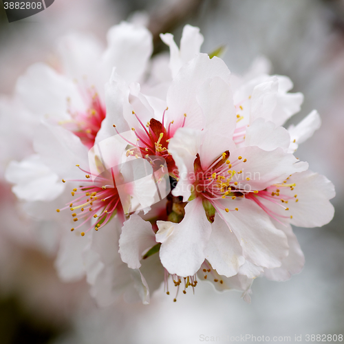 Image of White Cherry Blossom