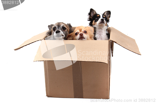 Image of three chihuahua in the paper box