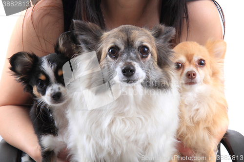 Image of three chihuahua dogs are resting