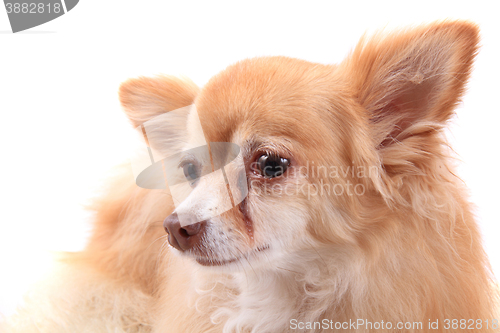 Image of head of sweet chihuahua