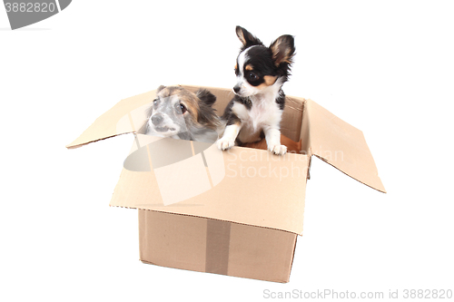 Image of two chihuahua in the paper box