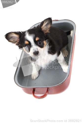 Image of chihuahua in the pan