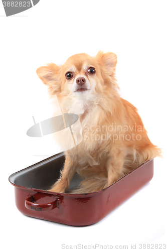 Image of chihuahua in the pan