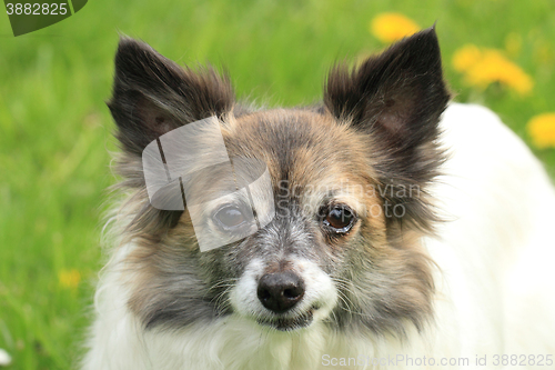 Image of chihuahua in the grass