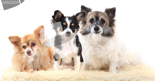 Image of three chihuahua dogs are resting