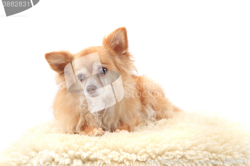 Image of chihuahua is resting