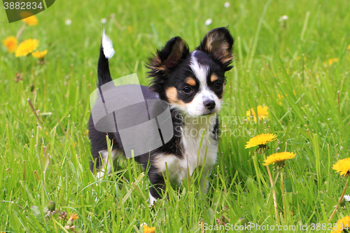 Image of chihuahua in the grass