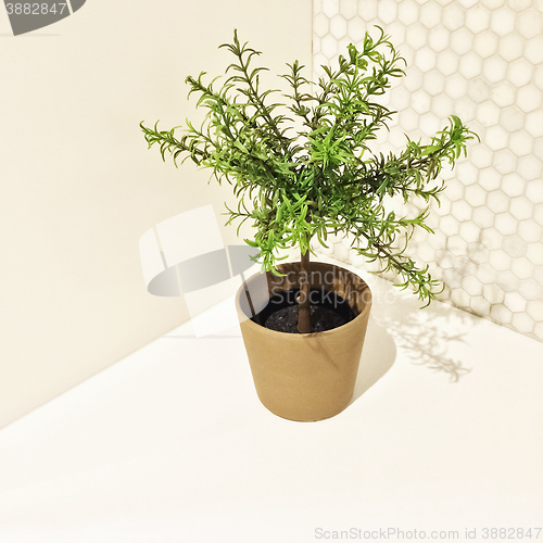 Image of Decorative rosemary tree in the kitchen corner