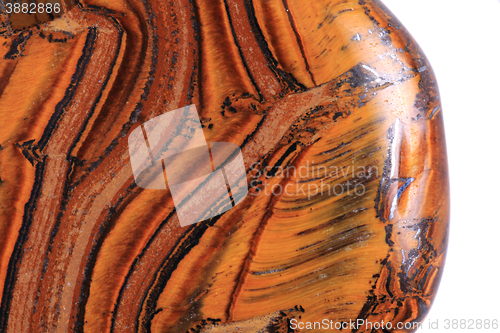 Image of tiger eye isolated