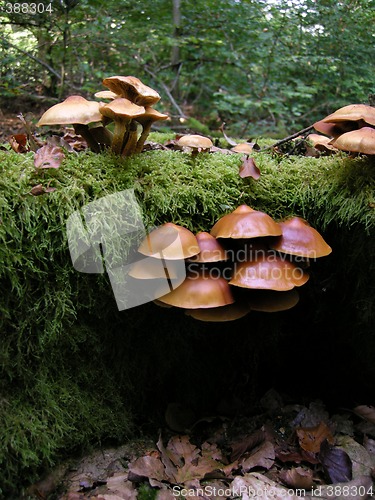 Image of mushroom