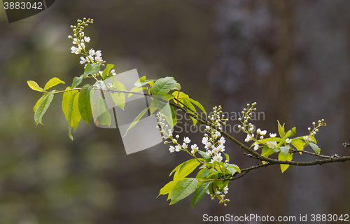 Image of Flowering Bird Cherry (Padus avium Mill.) branch
