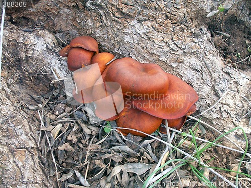 Image of mushroom