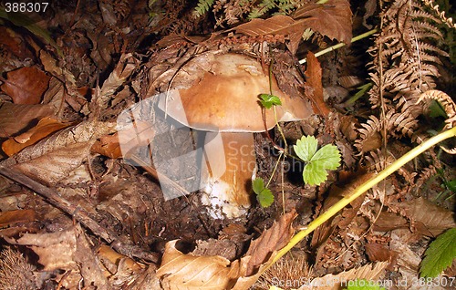 Image of mushroom