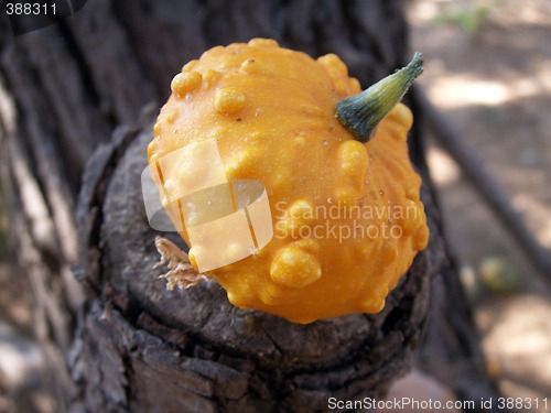 Image of pumpkin