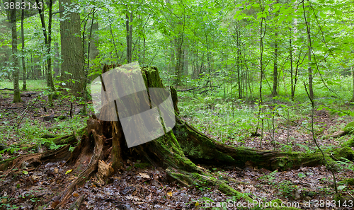 Image of Partly declined stump in front of deciduous trees