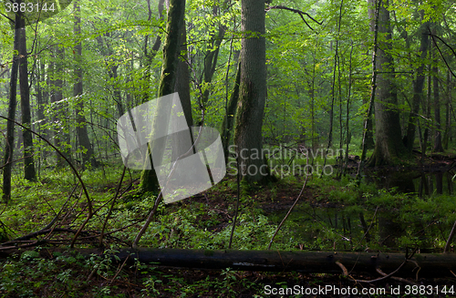 Image of Oak and hornbeams in late summer deciduous stand