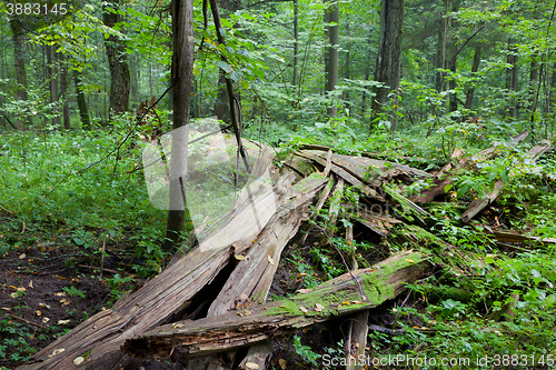 Image of Broken spruce tree lying almost declined