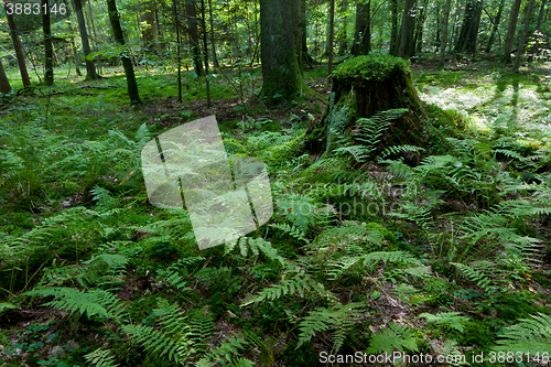 Image of Ferns and old spruce tree stump in summertime forest