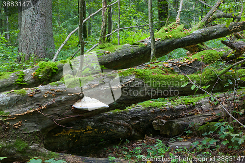 Image of Broken old hornbeam tree with polypore fungus