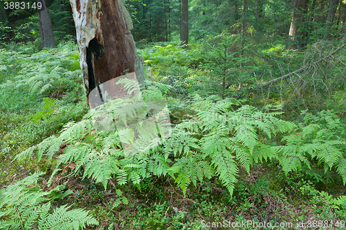 Image of Eagle Ferns and old spruce tree stump in summertime forest
