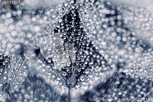 Image of Plant seeds with water drops
