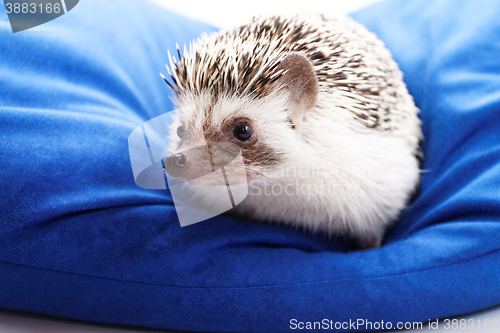 Image of Cute hedgehog