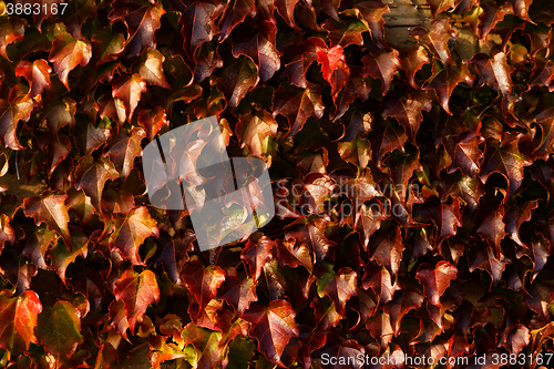 Image of Creeping leaves