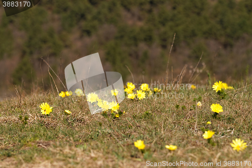Image of Yellow flower