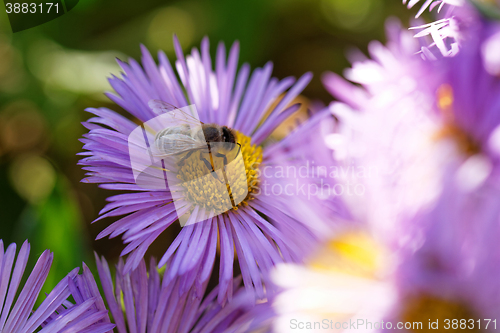 Image of Bee on the flower