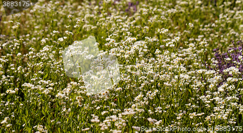 Image of White field