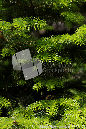 Image of Fir tree