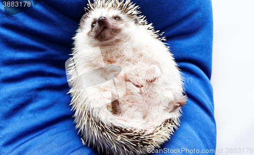 Image of Cute hedgehog