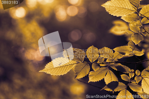 Image of Green leaf