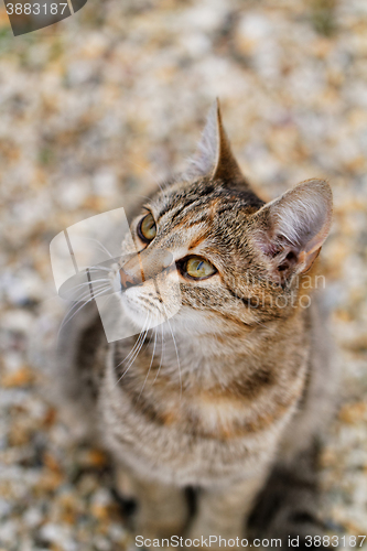 Image of Brown cat